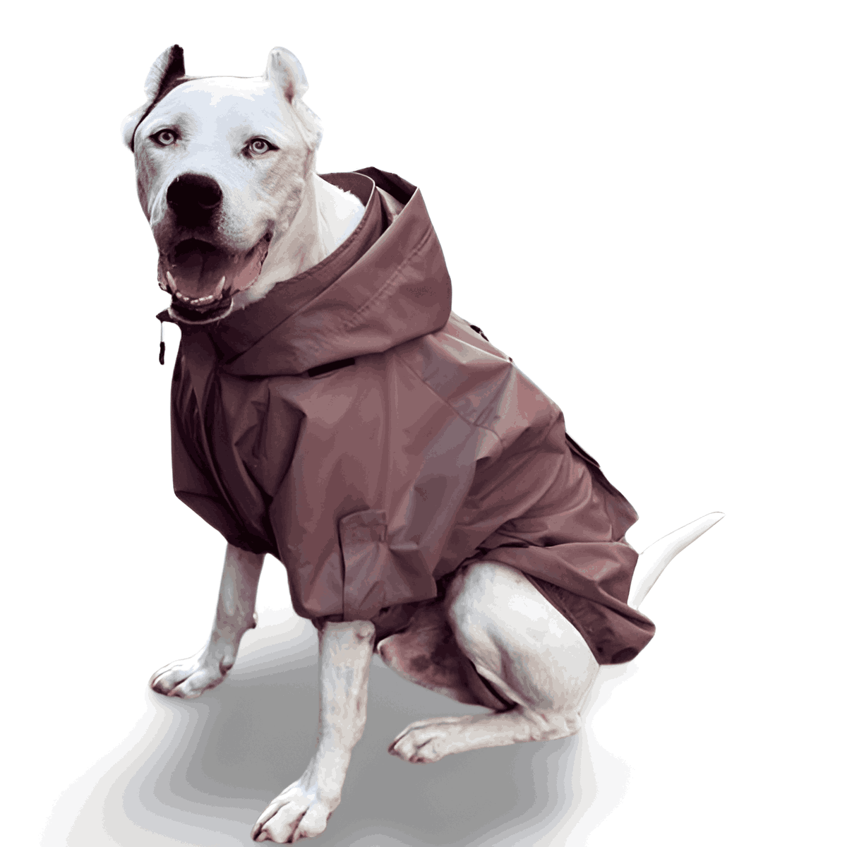 white-background-designify_11zon